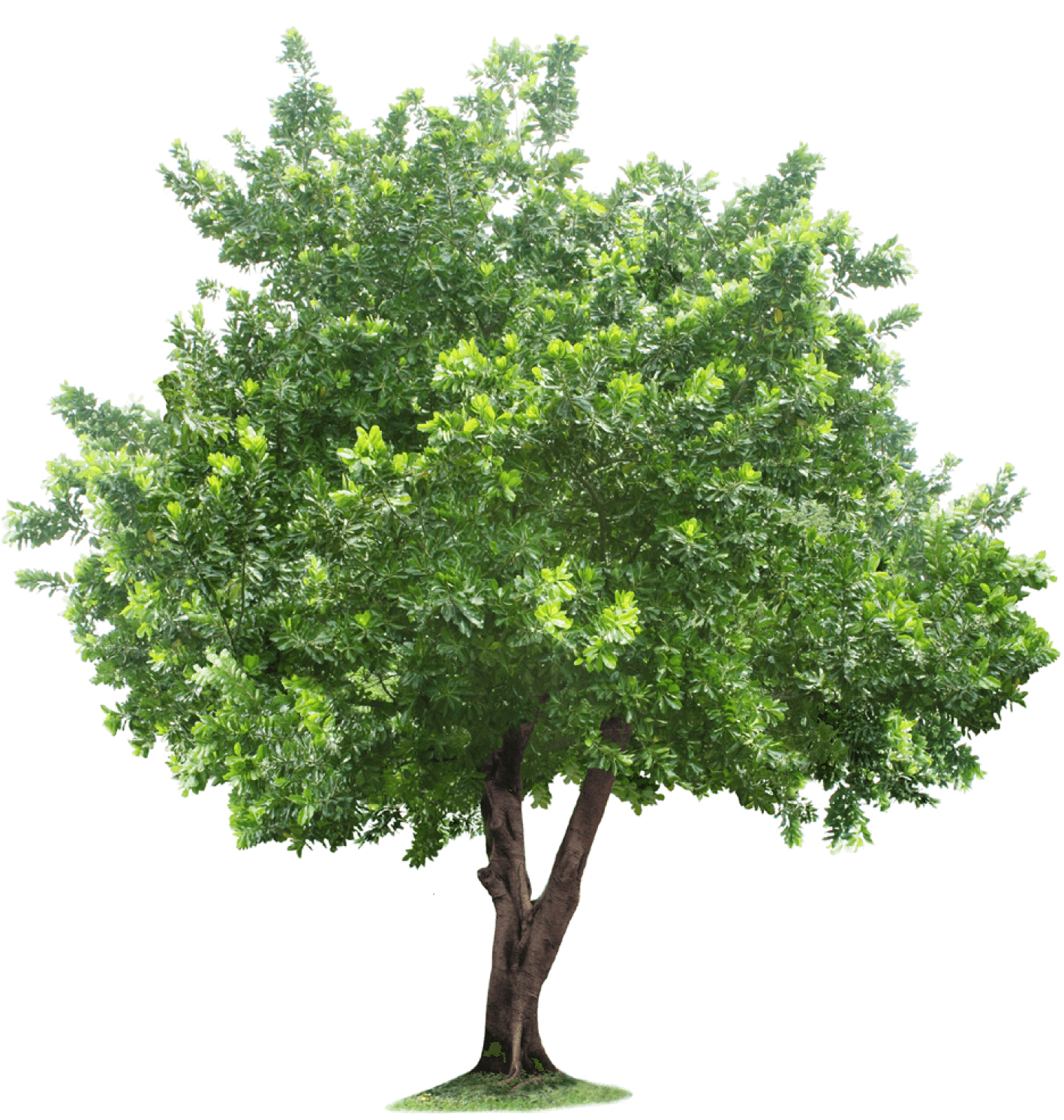 Sustainable Materials Tree